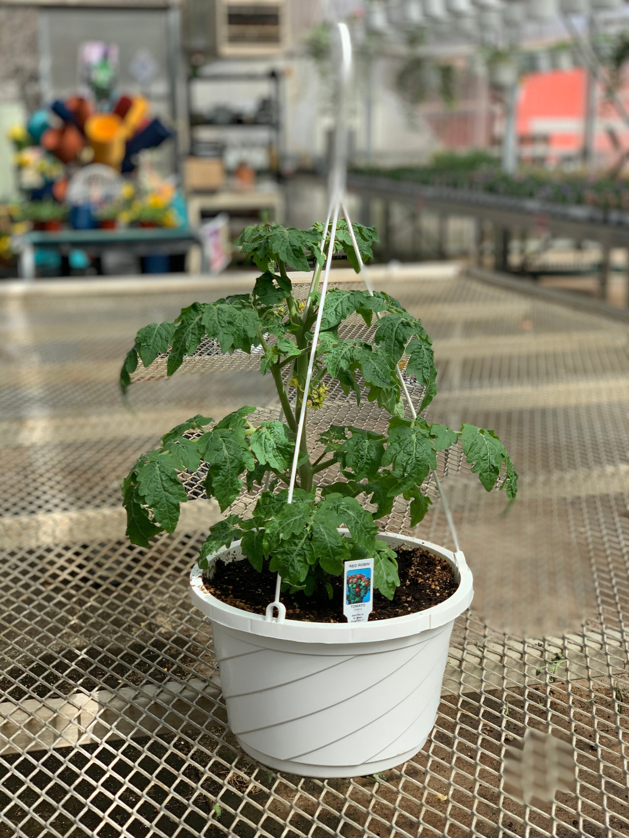 Tomato Brandywine 3.5 inch pot – Glenlea Greenhouses
